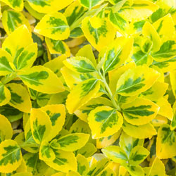 Versatile Euonymus