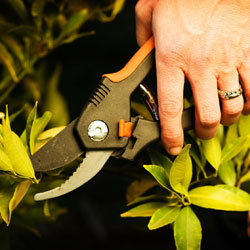 Pruners for the Lefties
