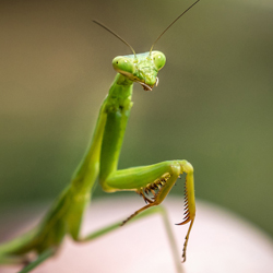 Praying Mantis