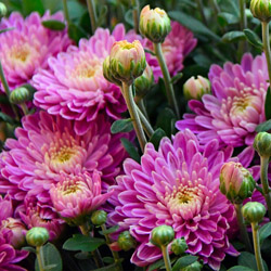 Fall Chrysanthemums