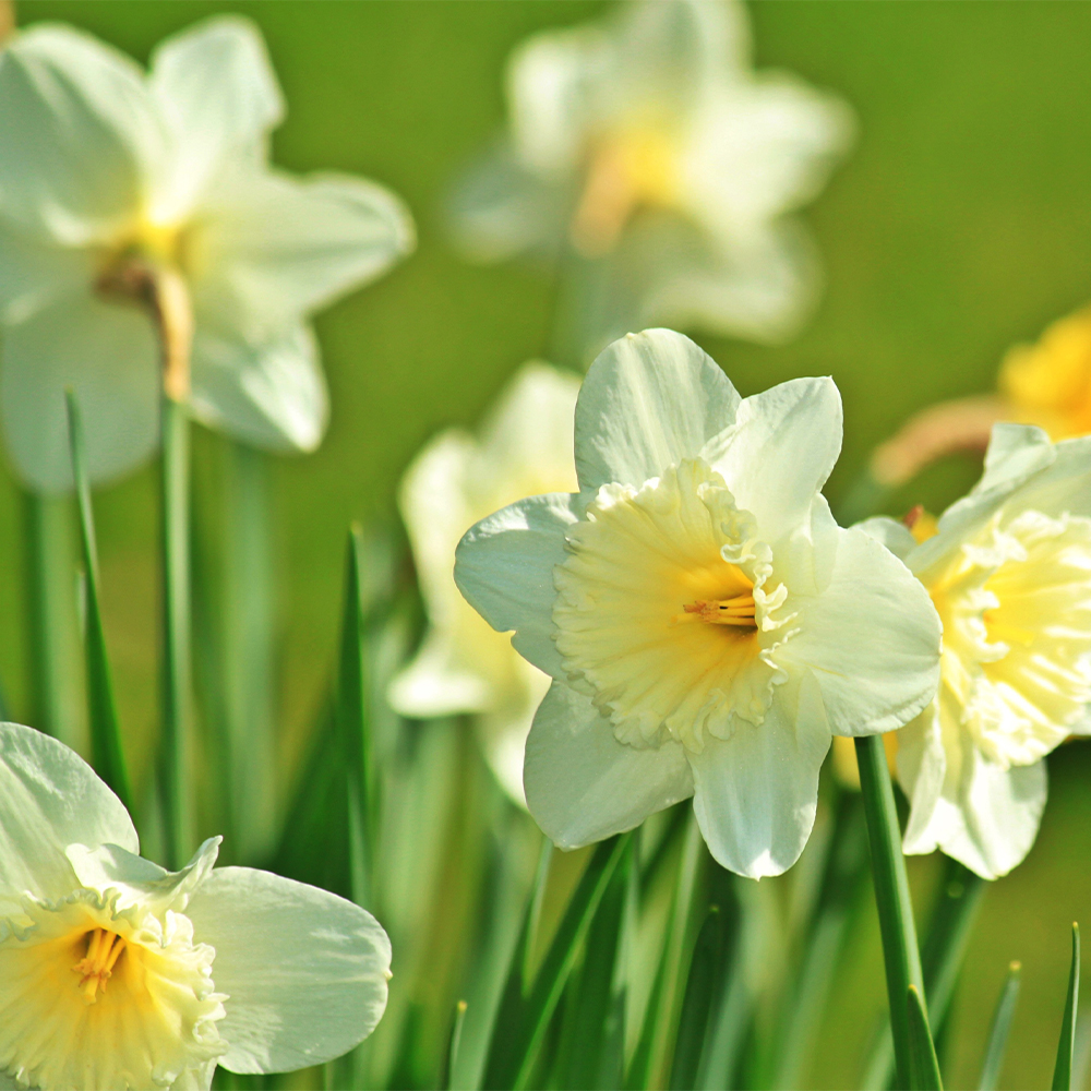 Daffodils