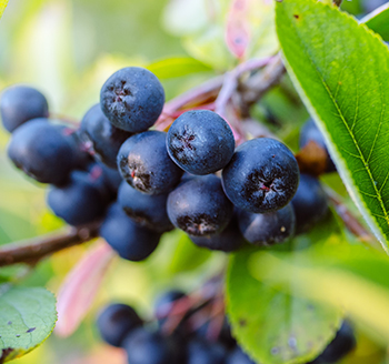 section image Fresh Blueberries