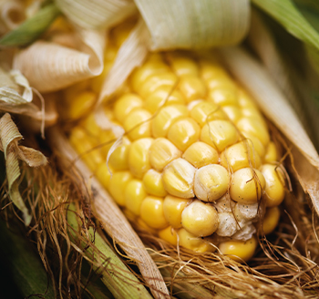 section image Fresh Corn