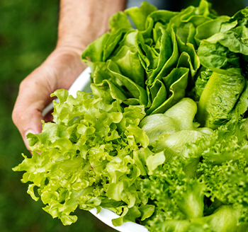 section image Fresh Lettuce