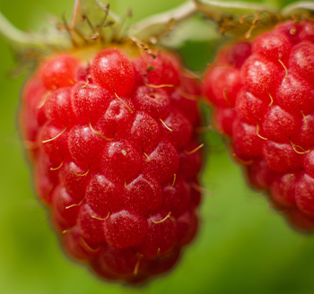 section image Fresh Raspberries