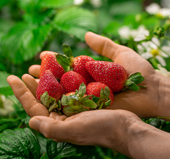 section image Strawberries