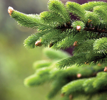 section image Winter, Conifer
