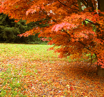 section image Fall
