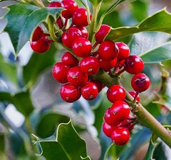 section image Winter, Holly