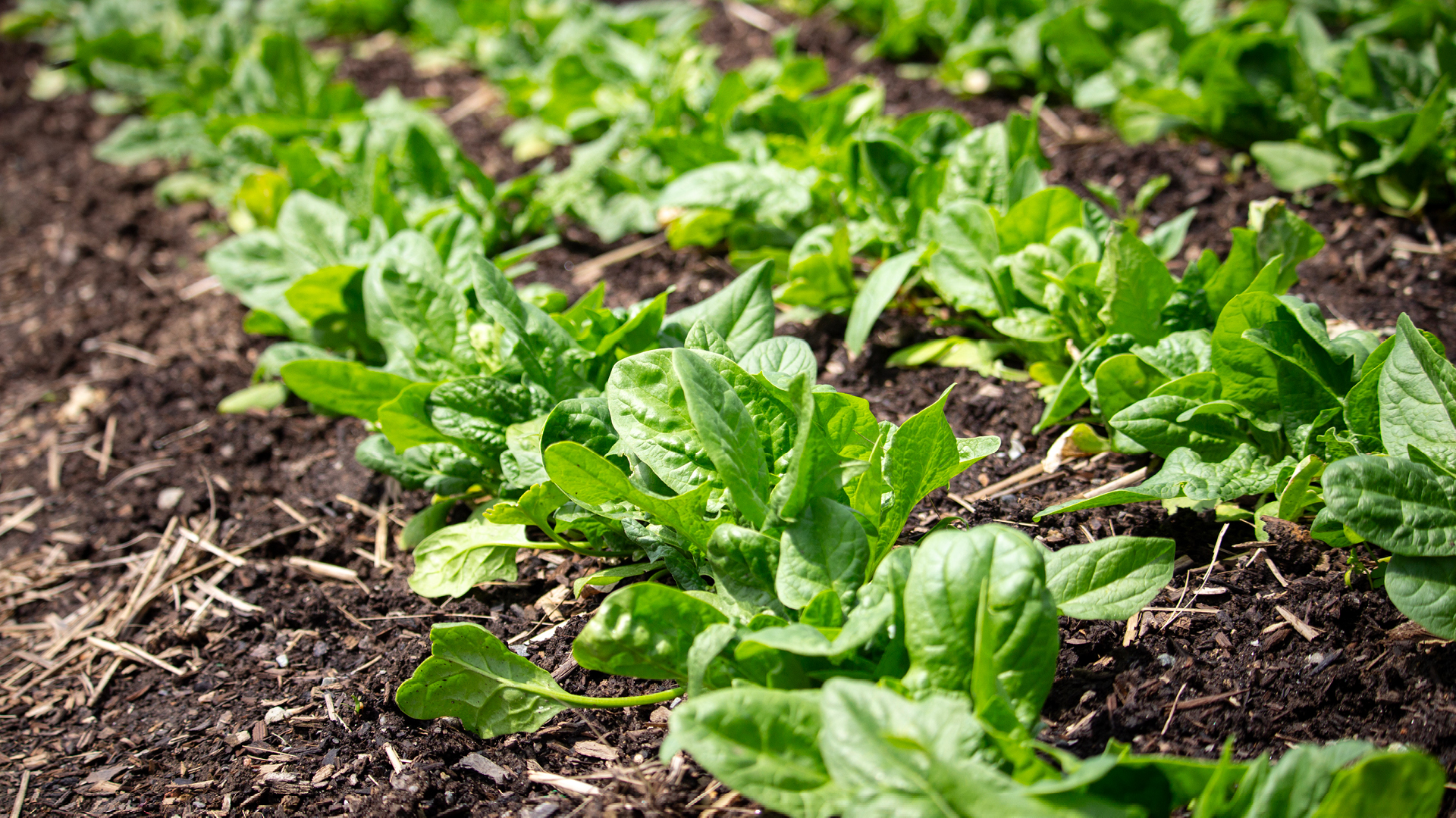 Cold Soil Vegetable Favorites