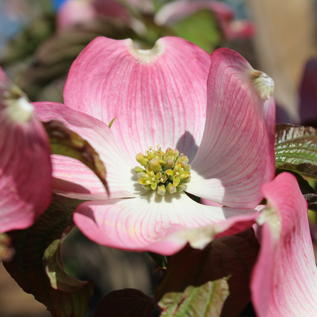 planting bare-root trees